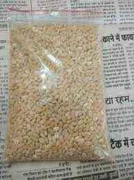 Laxmi Halim Wheat