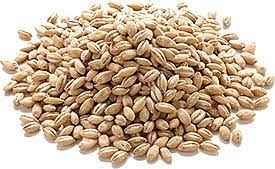 Nirav Haleem Wheat