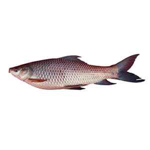 OCEAN BELL ROHU FISH DRESSED
