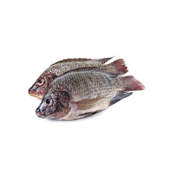 OCEAN BELL TILAPIA WHOLE