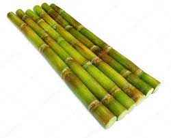 SUGARCANE