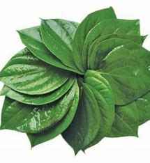 Pan Leaf