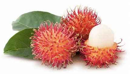 RAMBUTAN