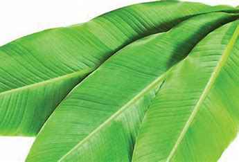 BANANA LEAVES