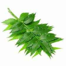 NEEM LEAVES
