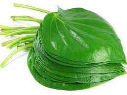 PAN LEAVES