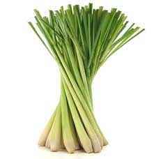 LEMON GRASS
