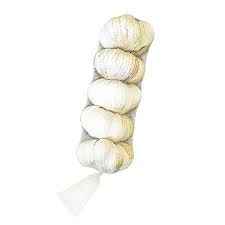 GARLIC