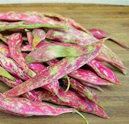 CRANBERRY BEANS