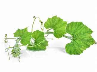 PUMPKIN LEAVES