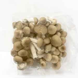 Brown Beech Mushroom