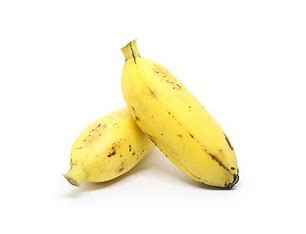 BANANA BURRO