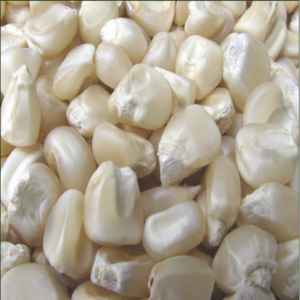 White Corn 