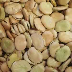 SULTAN BROAD BEANS 