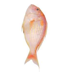 SEAFOOD DELIGHT JAPANESE THREAD FIN BREAM