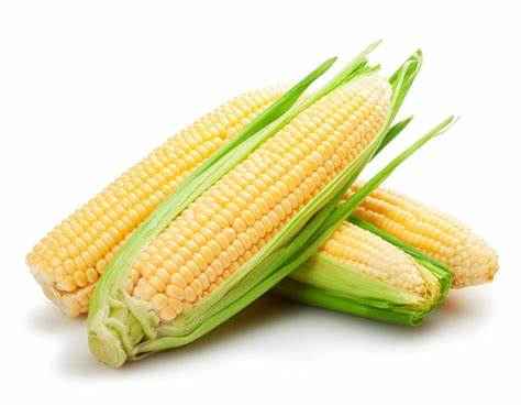 FRESH CORN
