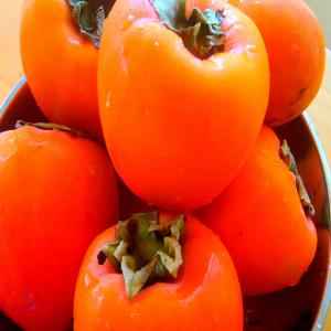 PERSIMMON