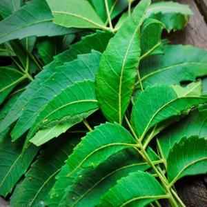 NEEM LEAVES 
