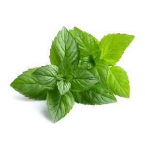 MINT LEAVES