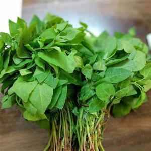 SAAG