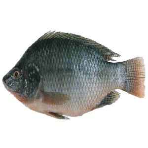 FISH DD FRZ TILAPIA STEAK
