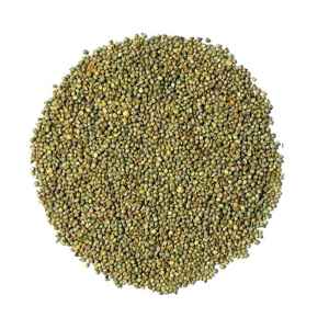PEARL MILLET