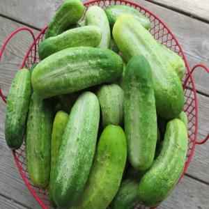 CUCUMBER PICKLING