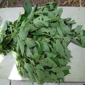 LLIERVA MORA BUNCH