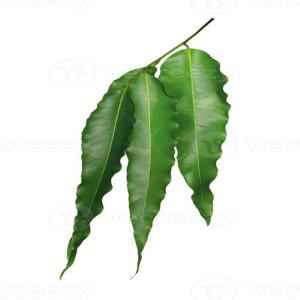 ASOPALAV LEAVES