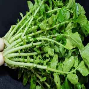 RADISH LEAVES IN BAG