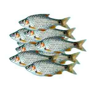 Deshi Puti 500gm