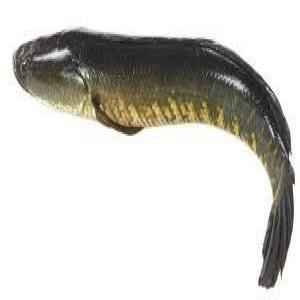 Shoil 3lb Up