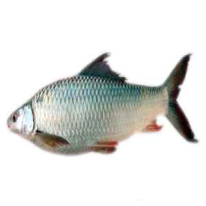 MRIGAL 15LB UP