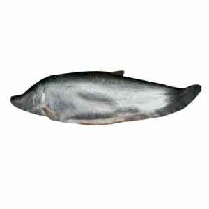 Chitol