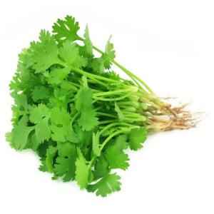 Cilantro Bunch