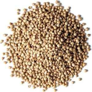 Coriander