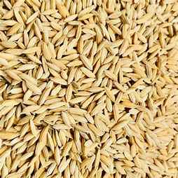 Dhanraj Paddy Rice 
