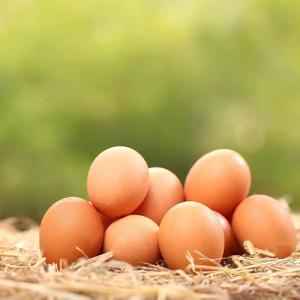 Organic Brown Egg