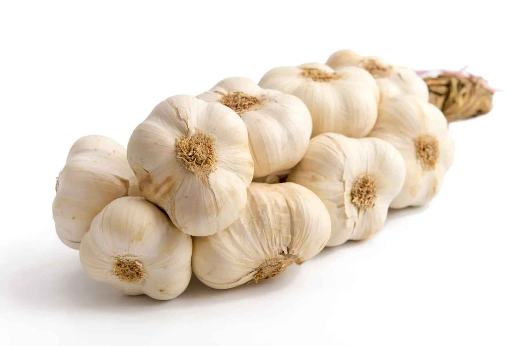 Garlic