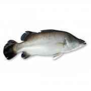 KORAL FISH (7 12lbs)