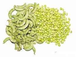 PADI LILVA INDIAN BEAN