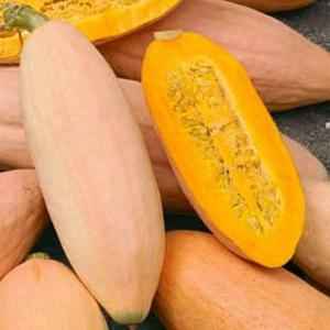 BANANA SQUASH