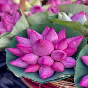 LOTUS FLOWERS