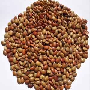 SHRINATH HORSE GRAM