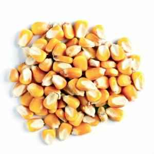 SHRINATH CORN SEED