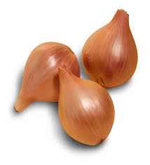 ONION SHALLOT