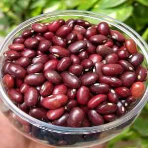 Rt Rajma