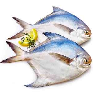 FISH   Pomfret Whole