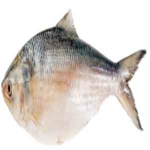 Hilsa Whole