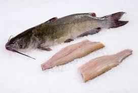 Fish Catfish Fillet
